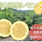 レモン 訳あり 国産レモン 送料無料 5kg 熊本県産 減農薬 防腐剤ワックス不使用 れもん グリーンレモン 国産
