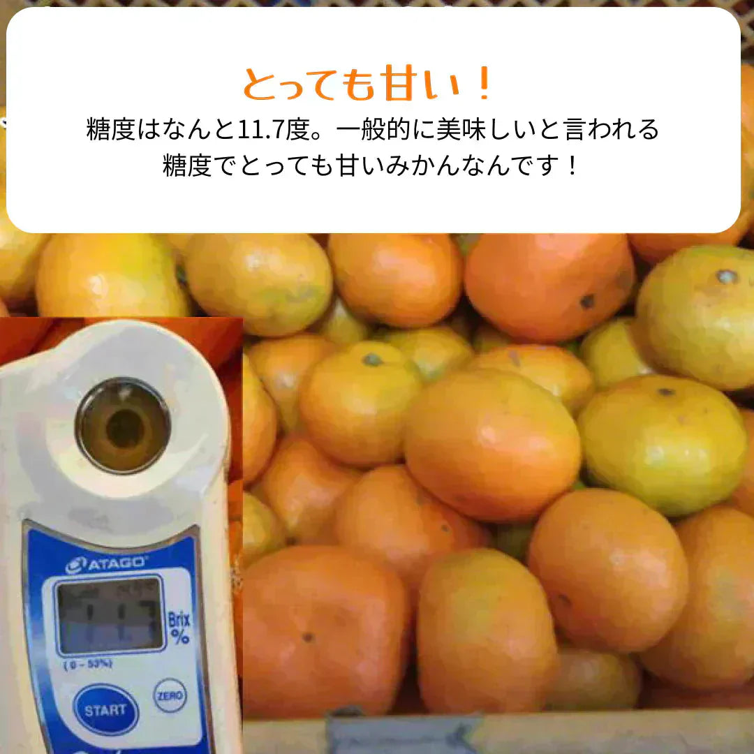 熊本産 みかん 訳あり 約10kg（箱込10kg 9kg+保証分500g）ご家庭用 送料無料