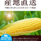 【TVで紹介】とうもろこし 卯野農場 すごあまこーん 12本入り 【3L~Lサイズ / 約3.6kg-4.8kg前後】  朝採り スイートコーン 《7-14営業日以内に発送予定（土日祝除く）》