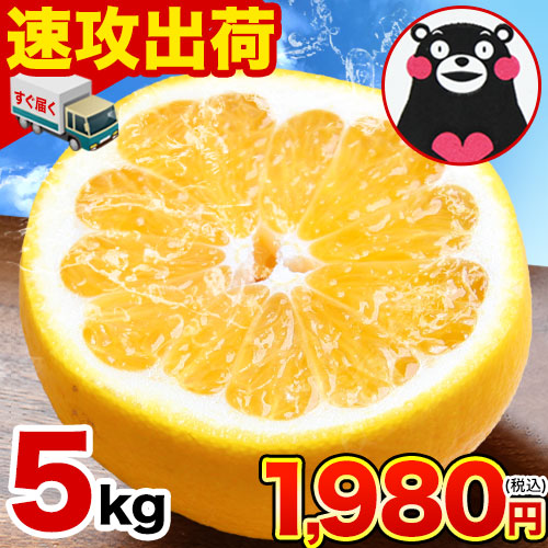 河内晩柑 5kg 送料無料 和製 グレープフルーツ フルーツ 果物 みかん 訳あり 夏文旦 晩柑 ジューシーみかん 熊本県産 《1-5営業日以内に発送予定》