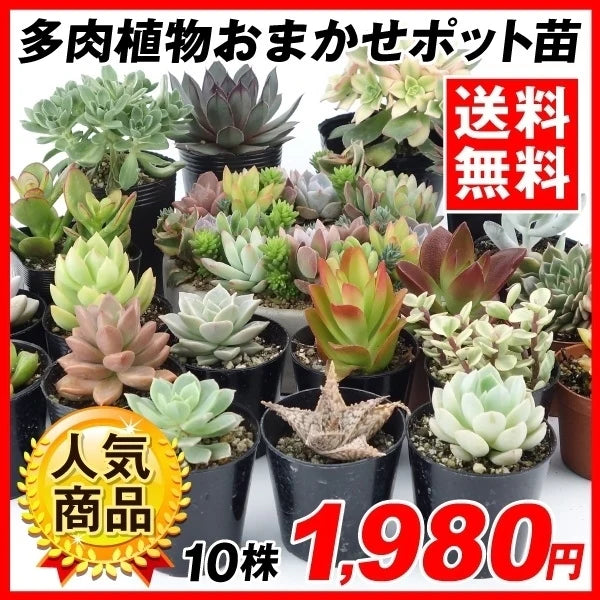 多肉植物おまかせポット苗 10株セット[発送は翌年1月～となります。]
