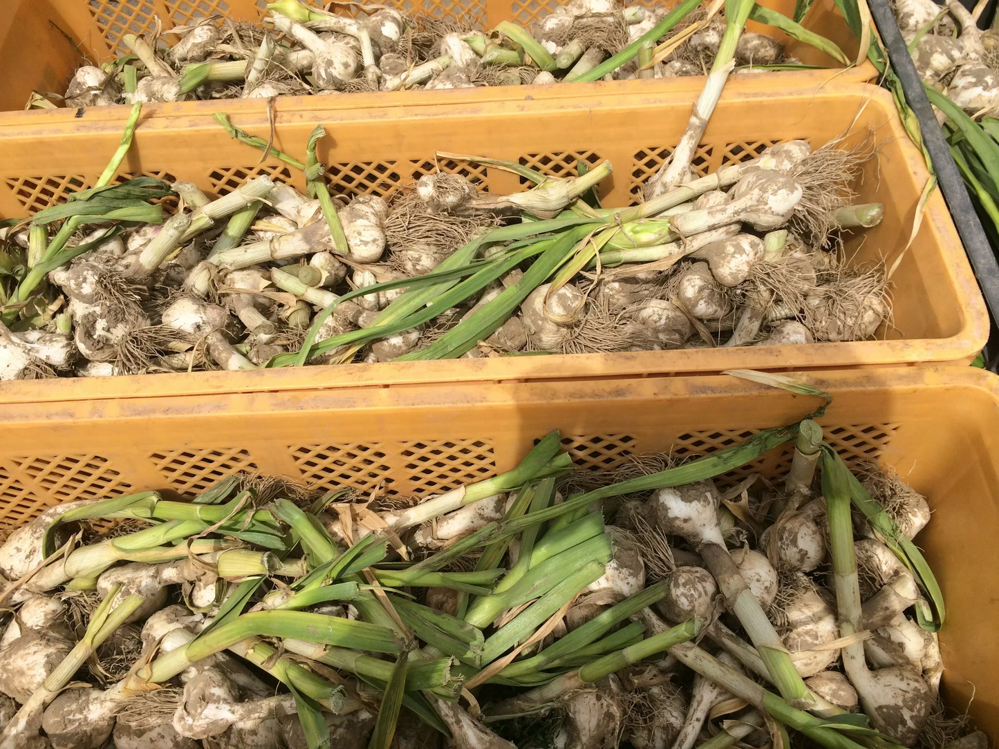 【良品】青森県産ホワイト六片種にんにく バラ 500g【高糖度】