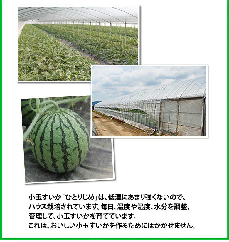 すいか 送料無料 小玉すいか ひとりじめ 秀品2玉 約2～3kg 西瓜 スイカ 熊本県産 お取り寄せ フルーツ