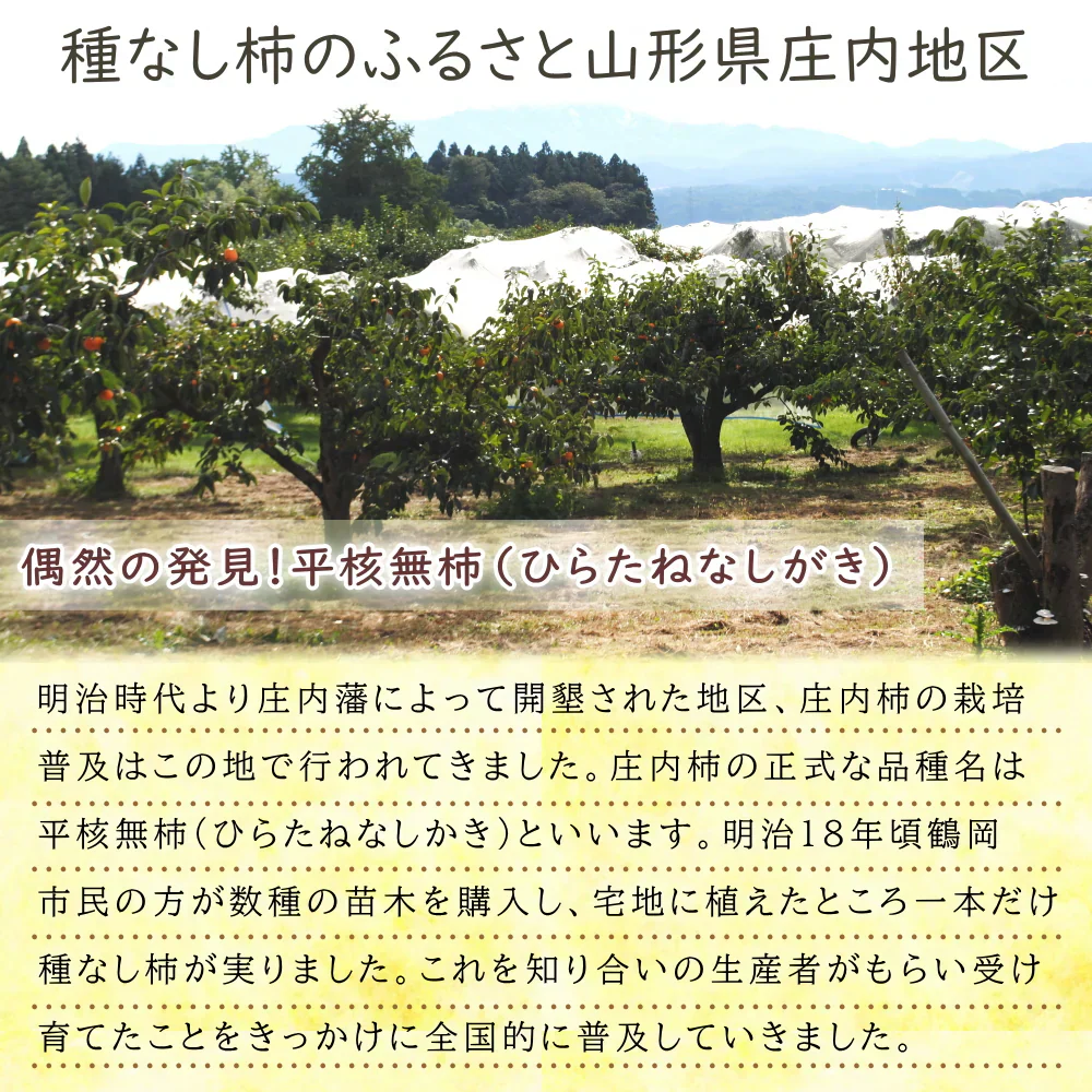 【11月上旬-下旬頃ご注文受付順次】庄内柿 7.5kg（M-3L玉 28-40玉前後）手付き化粧箱詰め 種なし柿 かき カキ 柿 贈答 ギフト