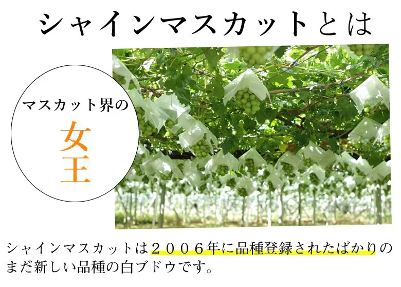シャインマスカット ぶどう 送料無料 2kg 3〜5房 九州産 マスカット 葡萄 ブドウ