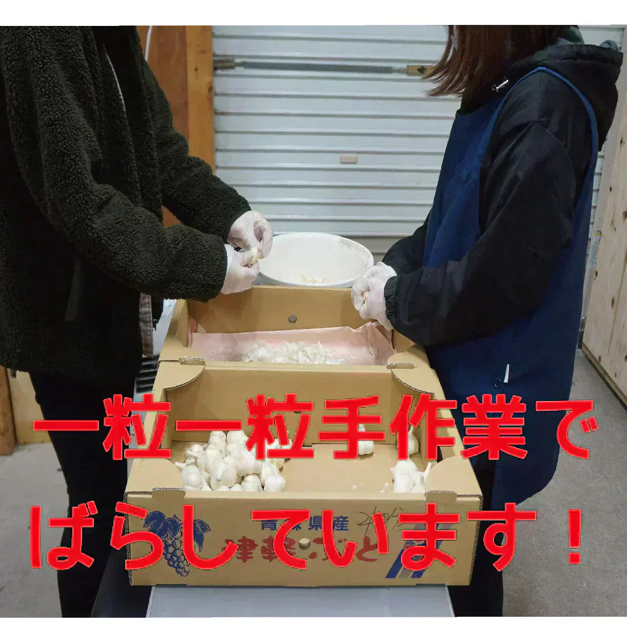 青森県訳あり　にんにくバラ　福地ホワイト6片　300ｇ　　全国送料無料！