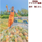 ピーチパイン　1.8ｋｇ（2〜5本）　西表島産　アララガマ農園　ソフトタッチ　ミルクパイン　パイナップル　パイン　60サイズ