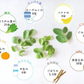 インド産 モリンガパウダー 100g×1袋 パウダー（2月下旬より順次発送）