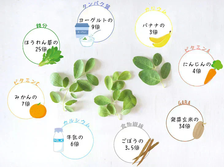 インド産 モリンガパウダー 100g×1袋 パウダー（2月下旬より順次発送）