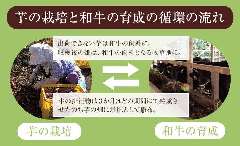 中園ファームのじゃがいも 新じゃが (馬鈴薯) 訳あり 10kg (M～2Lサイズ混合) 種子島産 ジャガイモ 芋 野菜 お取り寄せ