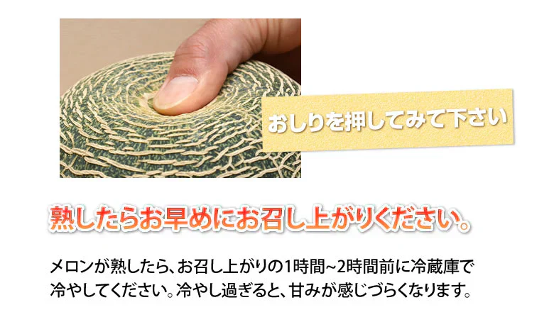 メロン 肥後グリーンメロン 送料無料 1玉 M～3L 熊本県産 肥後グリーン