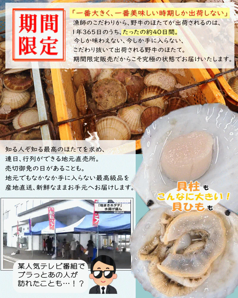 8月中旬まで限定販売　青森県野牛産　活ほたて　大サイズ3キロ　むきへら付き