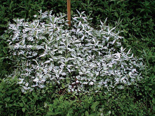 2個セット 除草剤 強力 業務用 1kg 粉末 顆粒 ネコソギ 根枯らし剤 安全 最強 速効 芝生 ゴルフ場 駐車場 お墓 墓参り ペット 雑草対策 / 根こそぎ 枯れ～る～