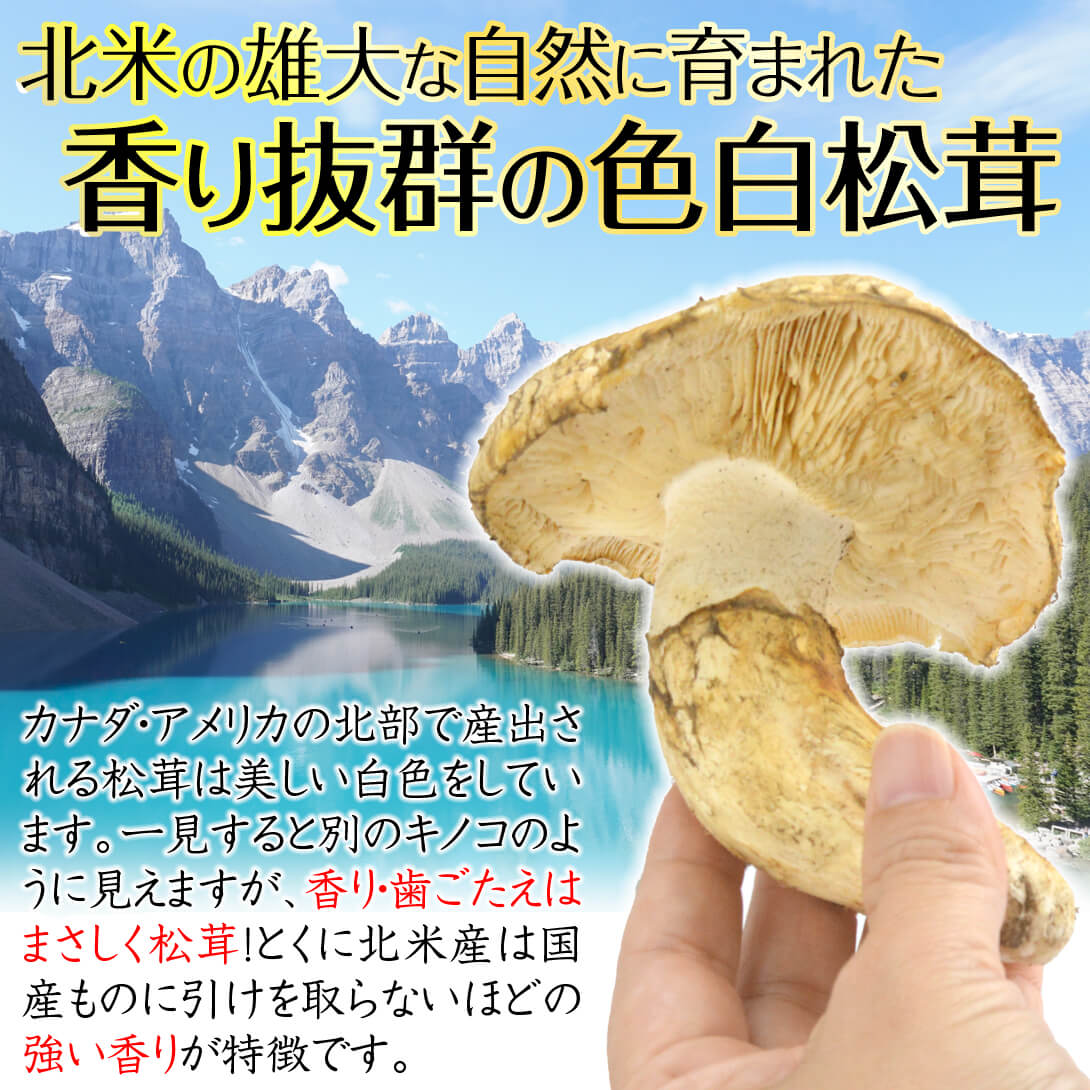 松茸 約500g 北米産 ご家庭用【発送予定：11月中旬より】