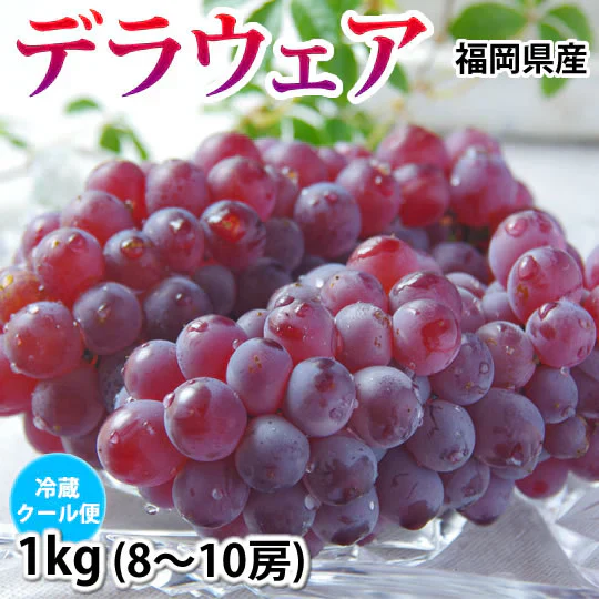 【6月下旬～7月上旬頃より順次出荷】デラウェア ぶどう 送料無料 1kg 8～10房 福岡県産 葡萄 黒ぶどう 巨峰 藤稔 ピオーネ