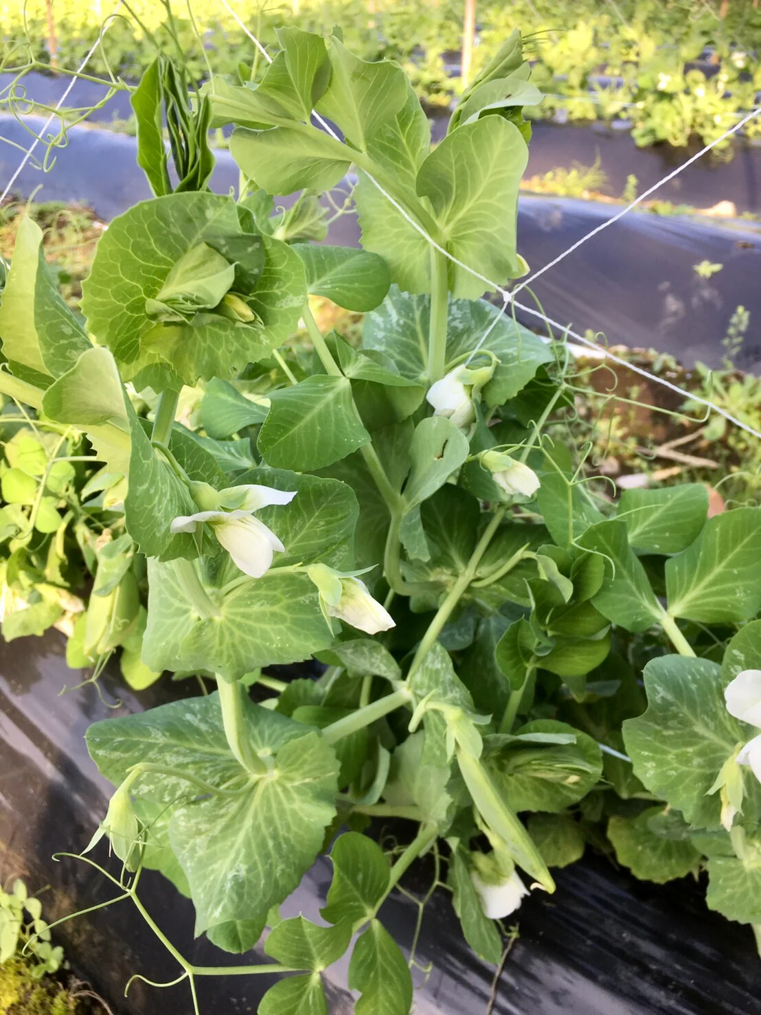 【鹿児島産】甘塩スナップエンドウ箱込み2キロ^_^