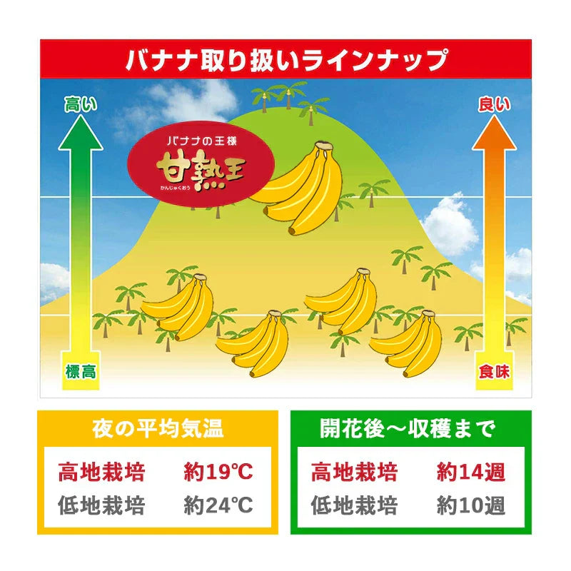 【バナナの王様！】完熟王 バナナ 2kg (約8-15本) ※1.5kg +500g保証分 朝食 おやつ