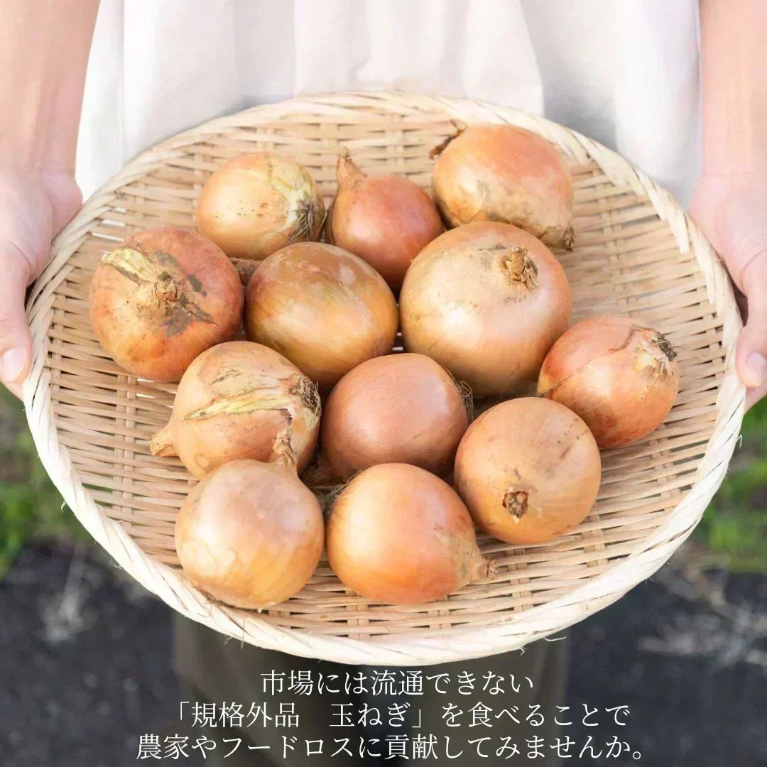 【規格外品】国産たまねぎ1.6kg（最低保証1.5kg）サイズランダム　玉葱 玉ねぎ タマネギ サラダ カレー 和食 野菜 惣菜 送料無料【カウシェファーム収穫対象商品】