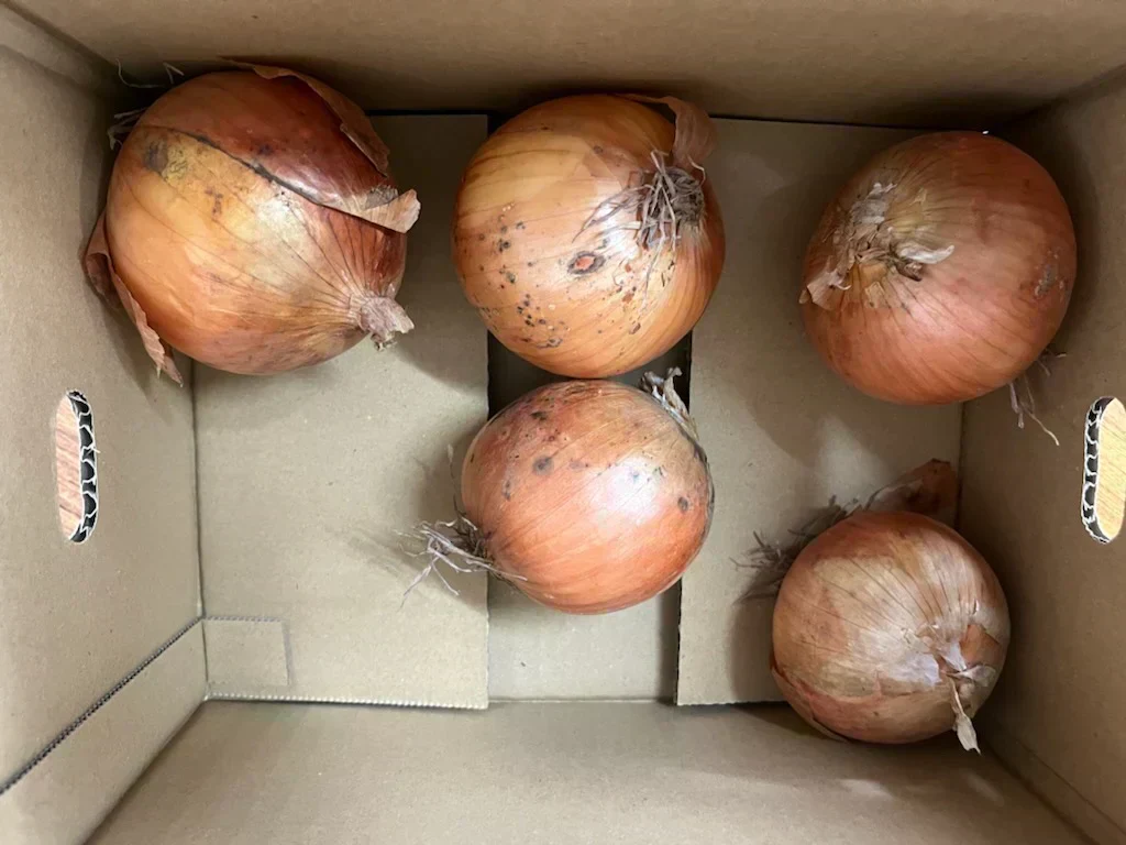 たまねぎ 約900g〜1kg 60サイズ※全国配送可能【カウシェファーム収穫対象商品】新玉ねぎ