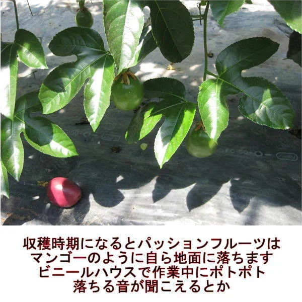 【熊本産】パッションフルーツ 約1kg（約9～15玉）清田さんのパッションフルーツ 60サイズ