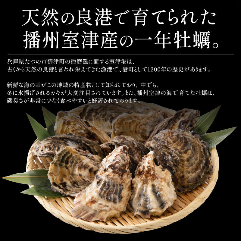 2L、Mサイズが選べる　カキ 牡蠣 かき 生食用 殻付き 1kg　Mサイズ（14～16個）　冷凍 ［送料無料］ 生牡蠣 生食 美味しい 冷凍牡蠣 生ガキ 生食用カキ お取り寄せ 殻付き牡蠣 高鮮度 贈り物 お取り寄せグルメ 贈答用