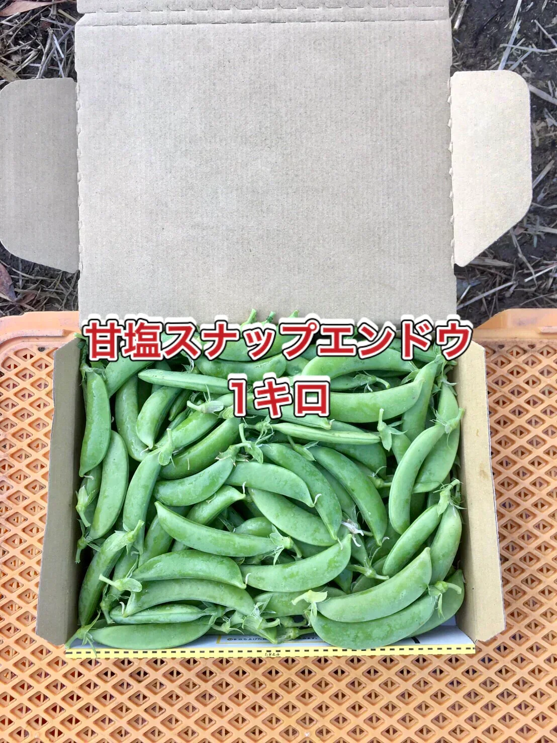 【鹿児島産】甘塩スナップエンドウ箱込み1キロ^_^