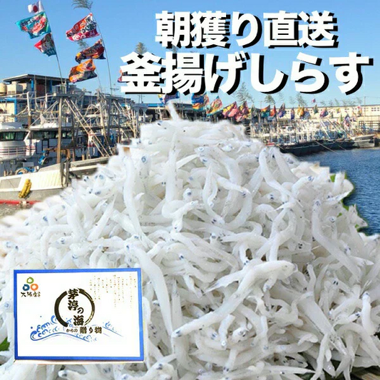 岸和田漁港より直送 釜揚げしらす 1kg（250g×4P）