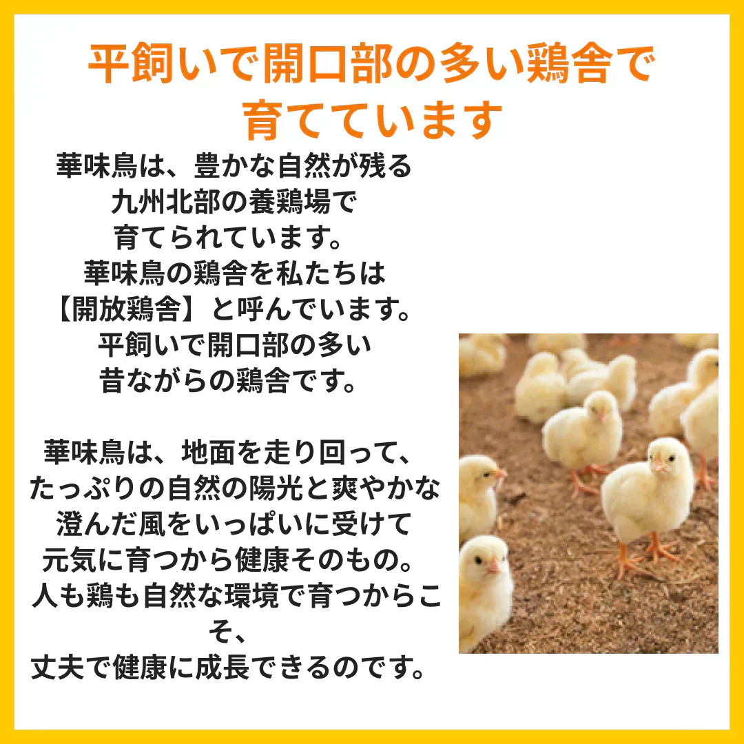 博多華味鳥　水たきオリジナルセット（40FYR)