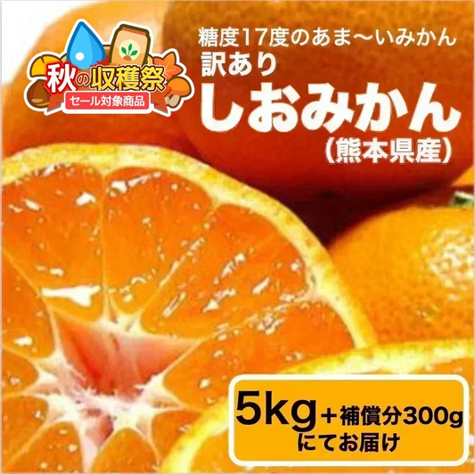 【11月上旬頃～12下旬頃順次発送】しおみかん  5kg みかん 熊本産 訳あり ご家庭用 80サイズ