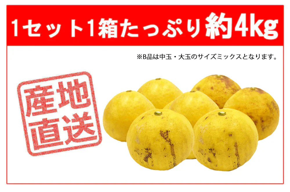 土佐文旦 訳あり 4kg 送料無料 ご家庭用 箱買い サイズミックス みかん 柑橘 フルーツ 果物 産地直送 愛媛県産 YDF-008