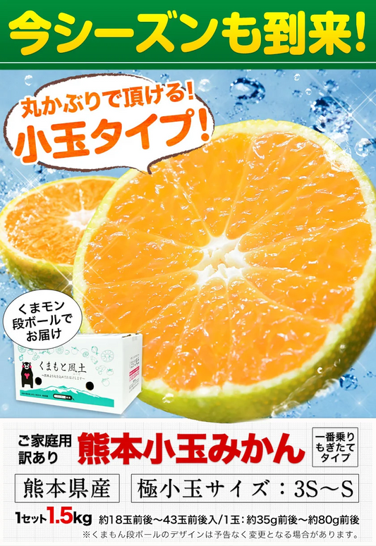 【今なら早割】熊本県産  訳あり 小玉 みかん 1.5kg 送料無料 みかん 小粒 家庭用 箱買い 果物 小粒 熊本 極早生 柑橘 九州 訳アリ だけど 小玉 で 甘い 蜜柑 わけあり 《9月中旬-10月中旬頃より発送予定》