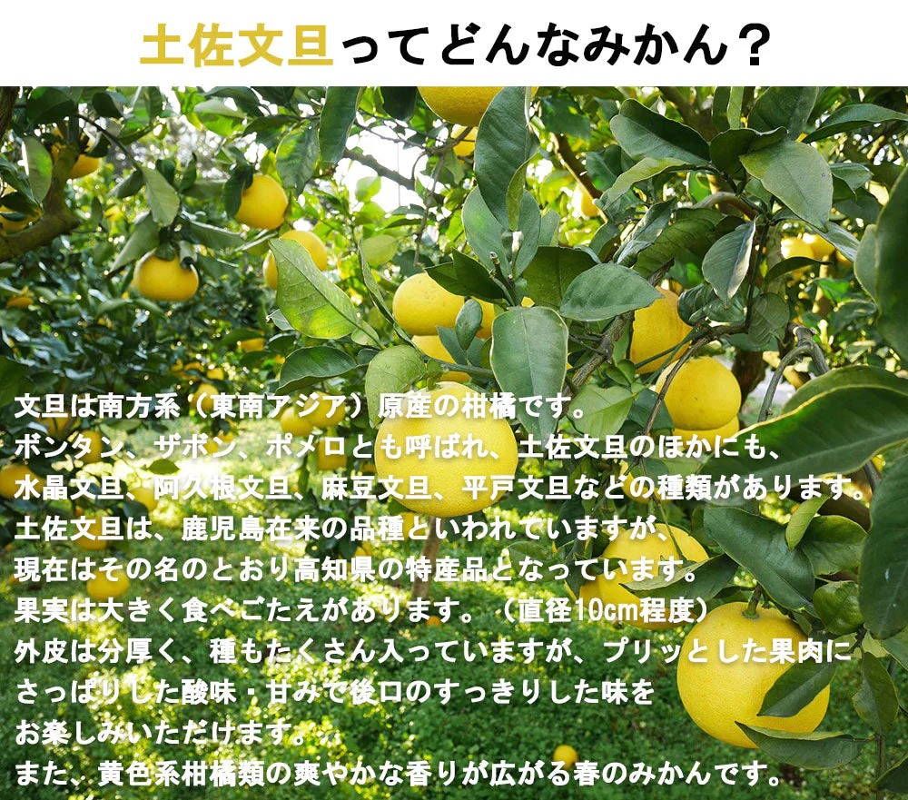 土佐文旦 訳あり 4kg 送料無料 ご家庭用 箱買い サイズミックス みかん 柑橘 フルーツ 果物 産地直送 愛媛県産 YDF-008