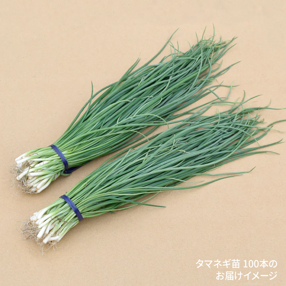 玉ねぎ苗（超極早生）甘早果 あすか 50本