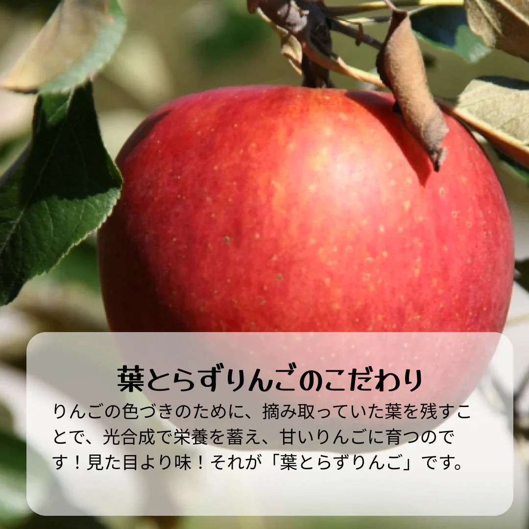 【2023年産予約開始！数量限定！】シナノスイート 訳あり 約2.5kg(6-14玉) やさしい甘さでジューシー！10月中旬頃発送開始予定 #YAS0B025