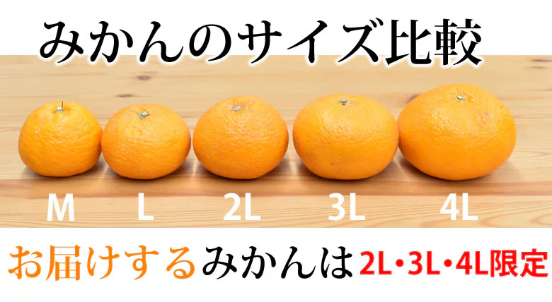 大玉みかん 5kg 2L～4L 秀品 金峯 青島 みかん 送料無料 温州みかん 熊本県産 蜜柑 ミカン フルーツ