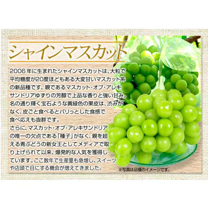 シャインマスカット 2房（約1.2kg）山梨産 （発送予定:9月下旬より）