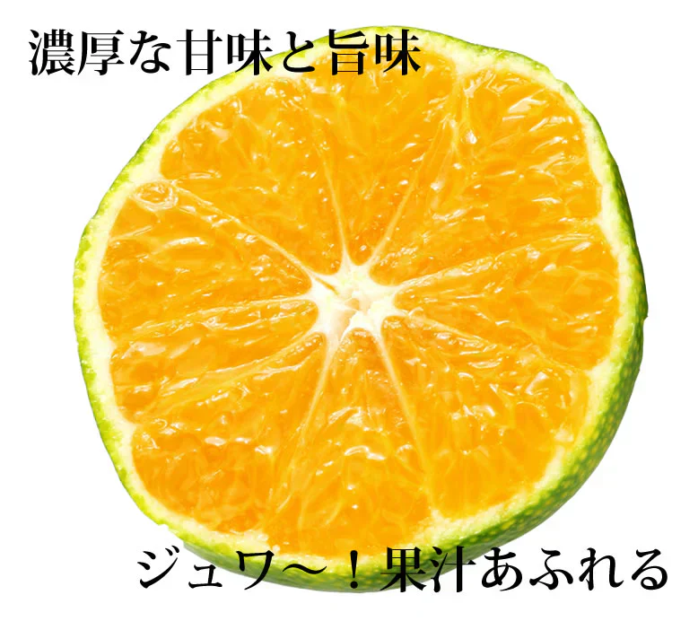 【10月上旬～中旬頃より順次出荷】みかん 10kg 熊本みかん 送料無料 秀品 2S〜L 熊本県産 極早生みかん お取り寄せ 蜜柑 ミカン