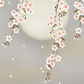 掛軸　「夜桜」　緒方葉水　筆