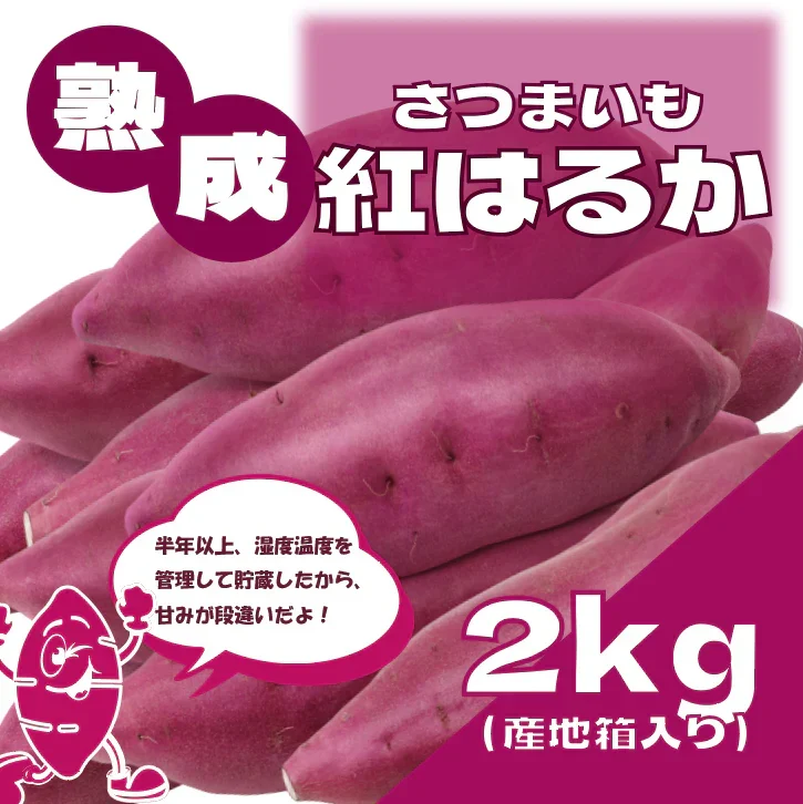 【サイズ無選別!60サイズ箱いっぱい!千葉県産紅はるか　貯蔵芋　長期保存に最適な土付き】産直　さつまいも