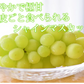 【7月下旬～8月上旬頃より順次出荷】〈クール便でお届け〉 シャインマスカット ぶどう 送料無料 1kg 2〜3房 九州産 マスカット 葡萄 ブドウ