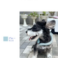 【ペット夏用保冷剤！】＼1本 Sサイズ 色がランダム出荷／犬 猫 PCM素材使用 クールリング ネッククーラー アイスクールリング ひんやり リング 軽量 ペット 首掛け 首 冷感リング 小型犬 お散歩 冷感 暑さ対策  ペット用品 猫冷却 冷感 ひんやりグッズ 物理降温 小型犬用