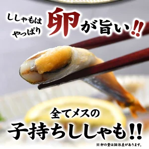 子持ちししゃも 3kg（500g×6袋）［冷凍］【4～5営業日以内に出荷】【送料無料】
