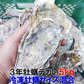 デカい牡蠣 殻付き 牡蠣 ３年牡蠣 ５ｋｇ 冷凍便 送料無料！５キロ 宮城県産 殻付き牡蠣 殻付き 殻付 カキ 加熱用 松島牡蠣屋 無選別牡蠣 牡蛎 ＢＢＱ バーベキュー食材 海産物 牡蠣通販 「３年牡蠣 ５ｋｇ」【100】