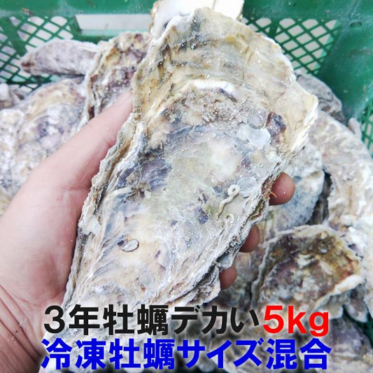 デカい牡蠣 殻付き 牡蠣 ３年牡蠣 ５ｋｇ 冷凍便 送料無料！５キロ 宮城県産 殻付き牡蠣 殻付き 殻付 カキ 加熱用 松島牡蠣屋 無選別牡蠣 牡蛎 ＢＢＱ バーベキュー食材 海産物 牡蠣通販 「３年牡蠣 ５ｋｇ」【100】