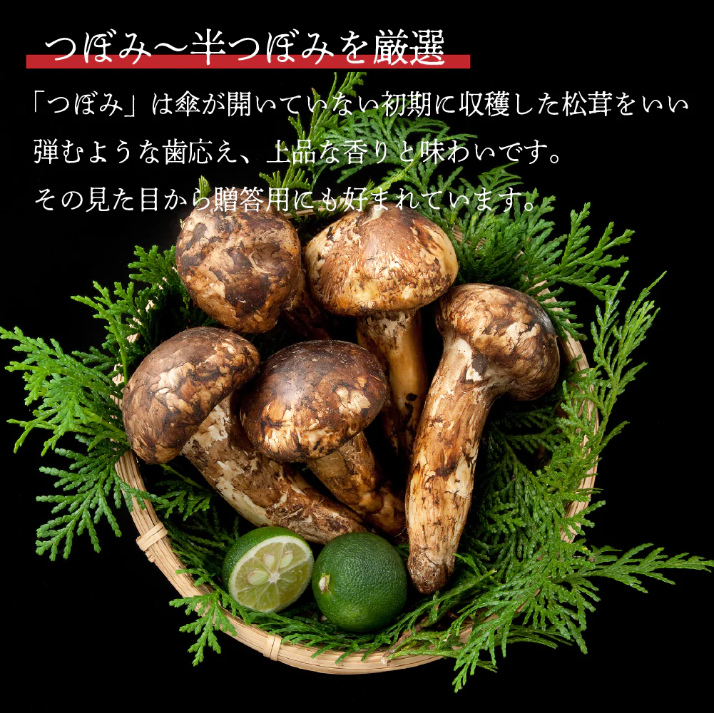 ＜11月下旬まで＞国産 松茸 約500g 木箱入り 長野県産（または岩手・宮城県産）最高級 天然 検査済 つぼみ まつたけ マツタケ キノコ きのこ ギフト 贈答 贈答品 野菜ギフト ご贈答用 即発送