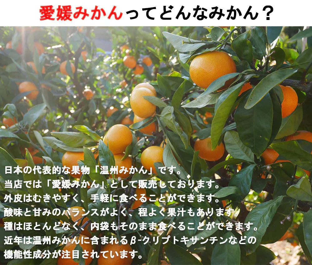 みかん 訳あり 送料無料 5kg B品 愛媛みかん 温州みかん ミカン 蜜柑 安い 甘い 箱買い 産地直送 愛媛県産 YDF-001