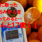 しおみかん  5kg みかん 熊本産 訳あり ご家庭用 80サイズ