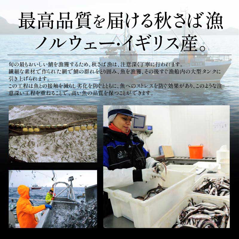 さば 無添加 無塩 トロさば サバ 鯖 約1kg(6〜8尾）トロ鯖 海鮮 天然 美味しい 魚 魚介 海産物 おかず おつまみ 乾き物 酒の肴 贈り物 お取り寄せグルメ 食べ物 おいしい 絶品
