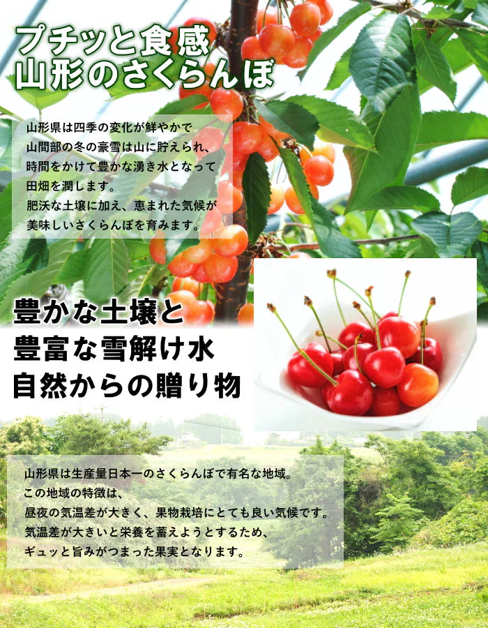 【遅れてゴメン母の日ギフト順次発送】さくらんぼ佐藤錦Ｍ玉ダイヤパック詰め100g2個詰めカーネーション1本と母の日カード付き山形県より直送