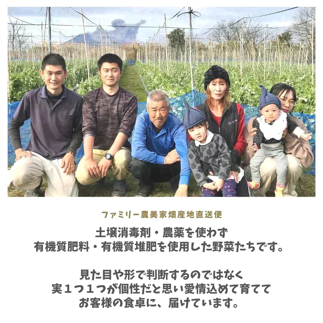 【農家直送！】鹿児島産 -甘塩ズッキーニ-（2kg,10-12本前後）採れたて新鮮！ / 野菜 / ズッキーニ/ チーズ / グラタン / カレー / ツナマヨ / 炒め物 / 煮物 / サラダ / 新鮮 / 農産物 / 無農薬 / 送料無料【特産品・ご当地特集】